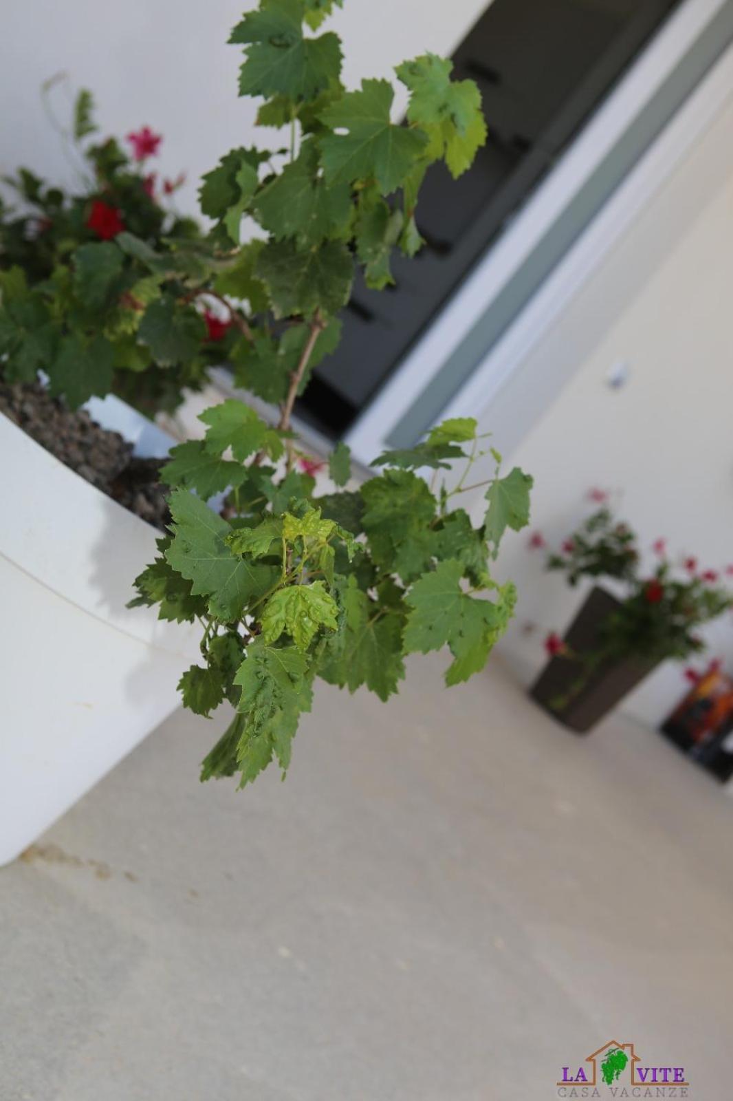 Holiday home La Vite